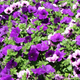 Illustration for article titled Plant These Flowers That'll Bloom All Summer